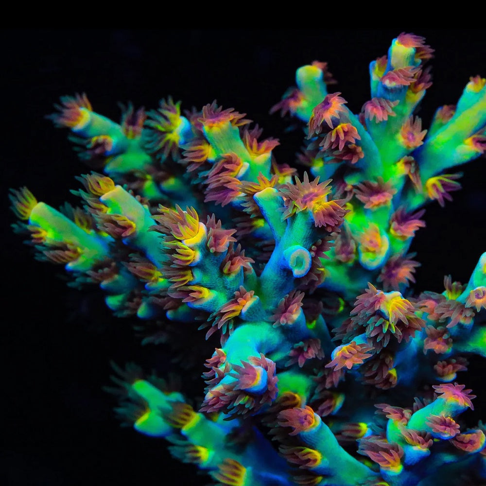 Acropora Sepiosa Cosmic Sunstorm (1cm Frag)