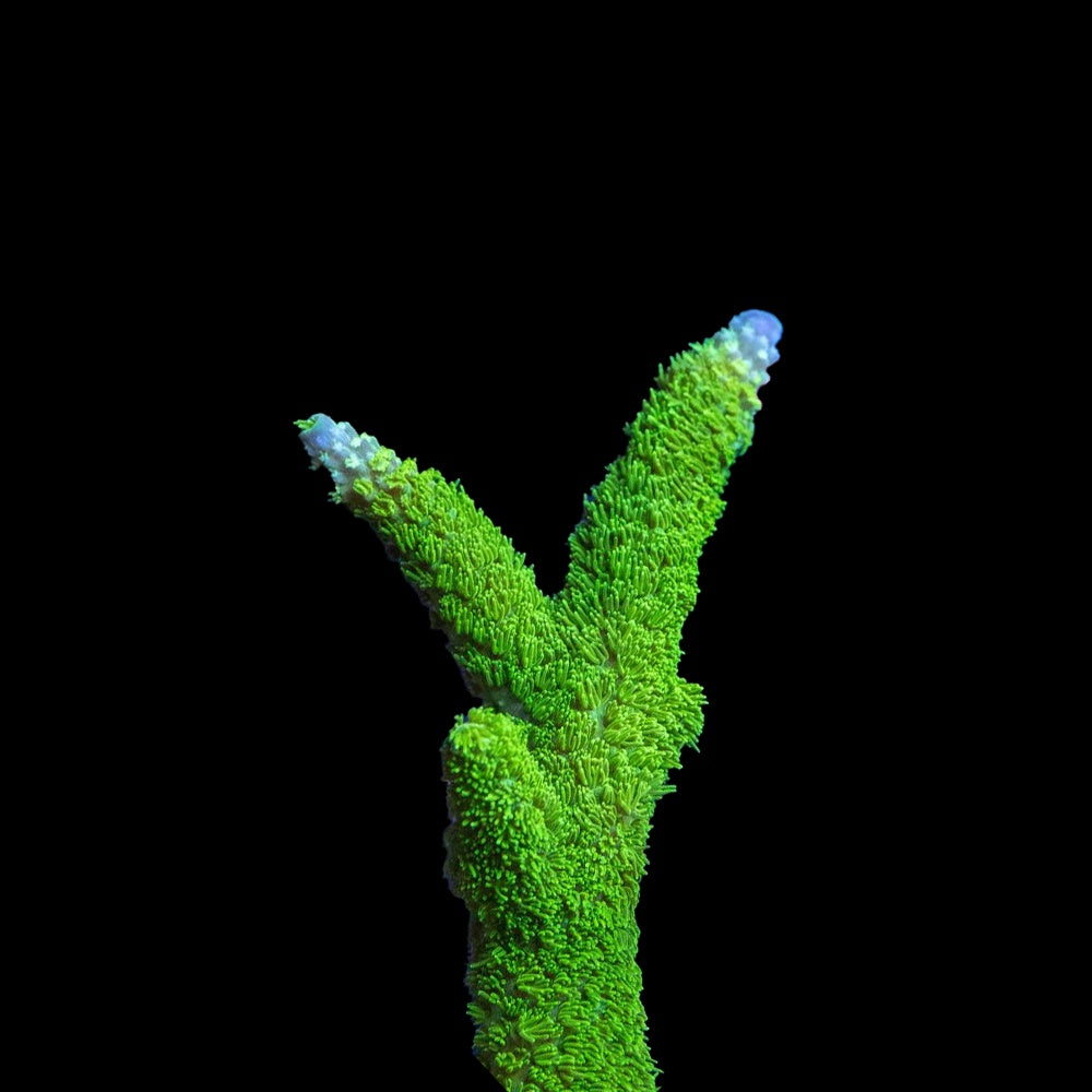 Acropora Stag Green