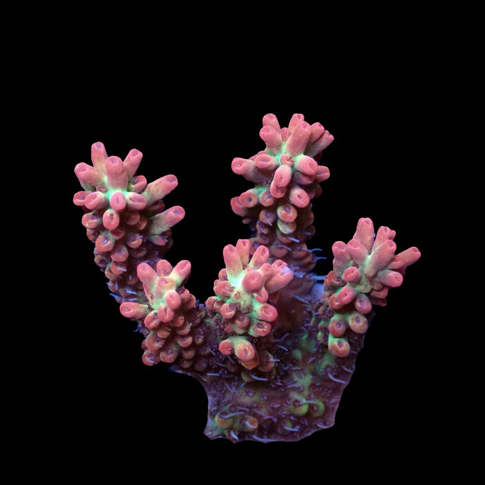 Acropora Strawberry Shortcake