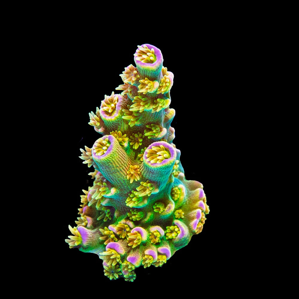 Acropora Walt Disney