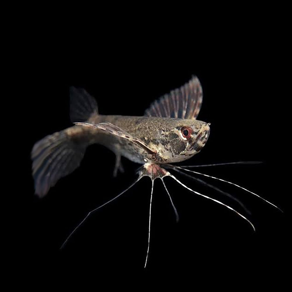 African Butterfly Fish (Pantodon Buchholzi)