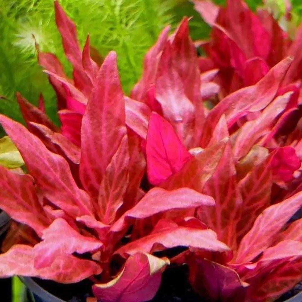 Alternanthera Reineckii Rosanervig