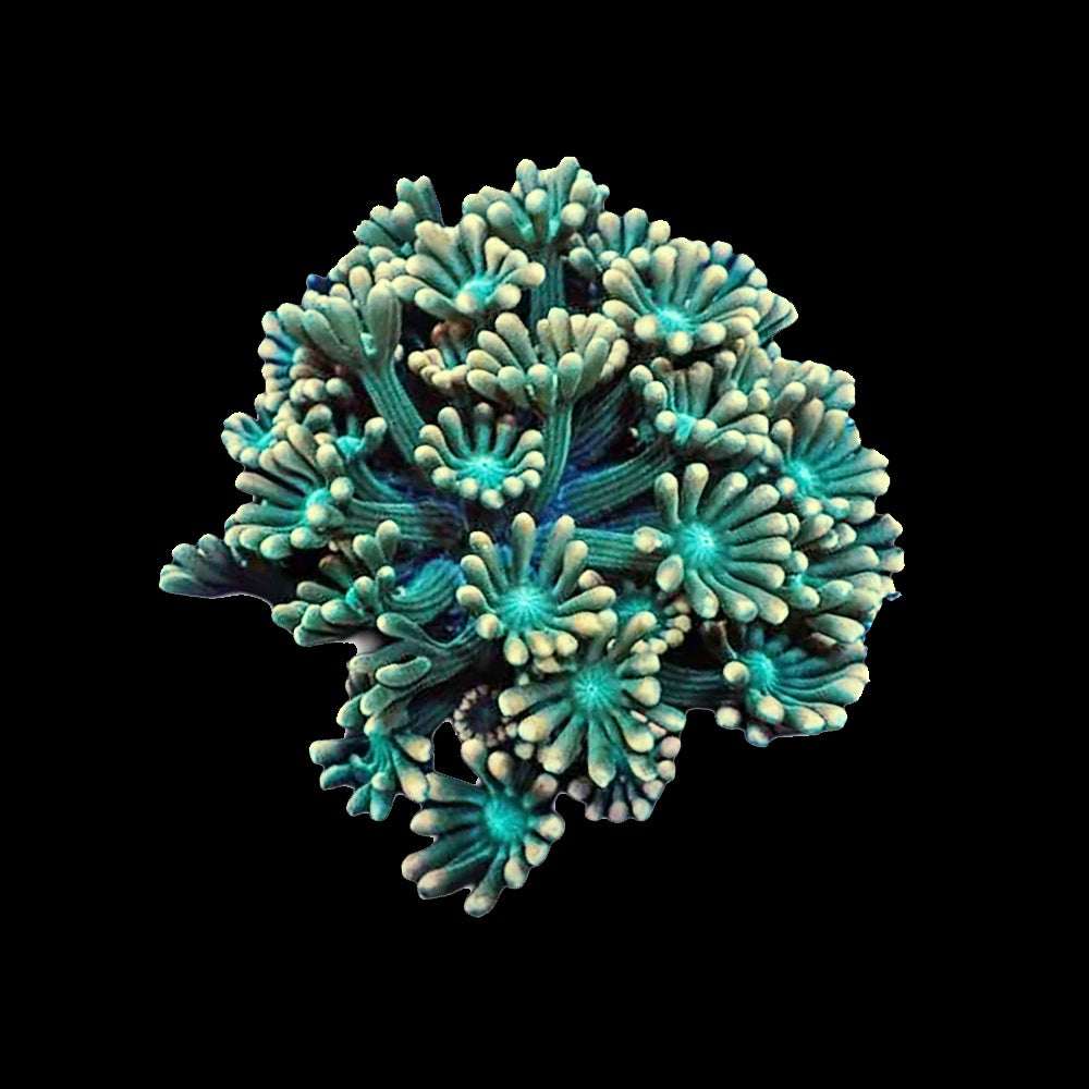 Alveopora Green Peach Tip