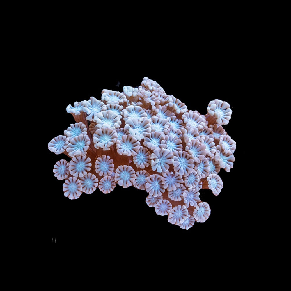 Alveopora White