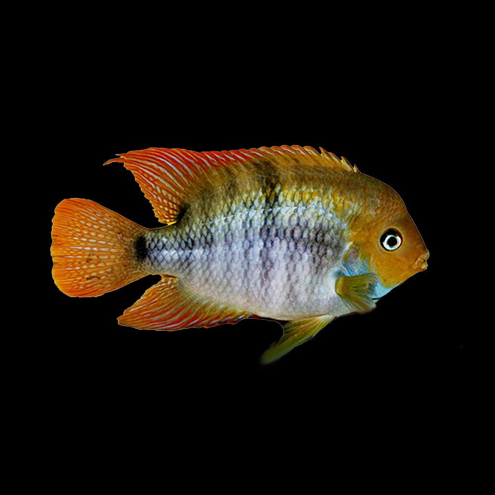Cichlid Amatitlania Sajica