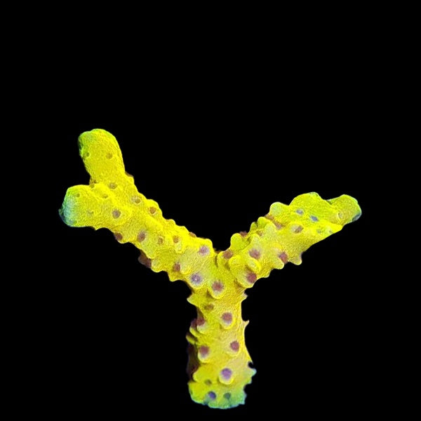 Anacropora Golden Rod