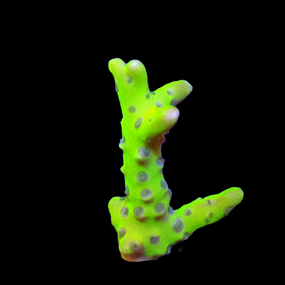 Anacropora Green Goblin