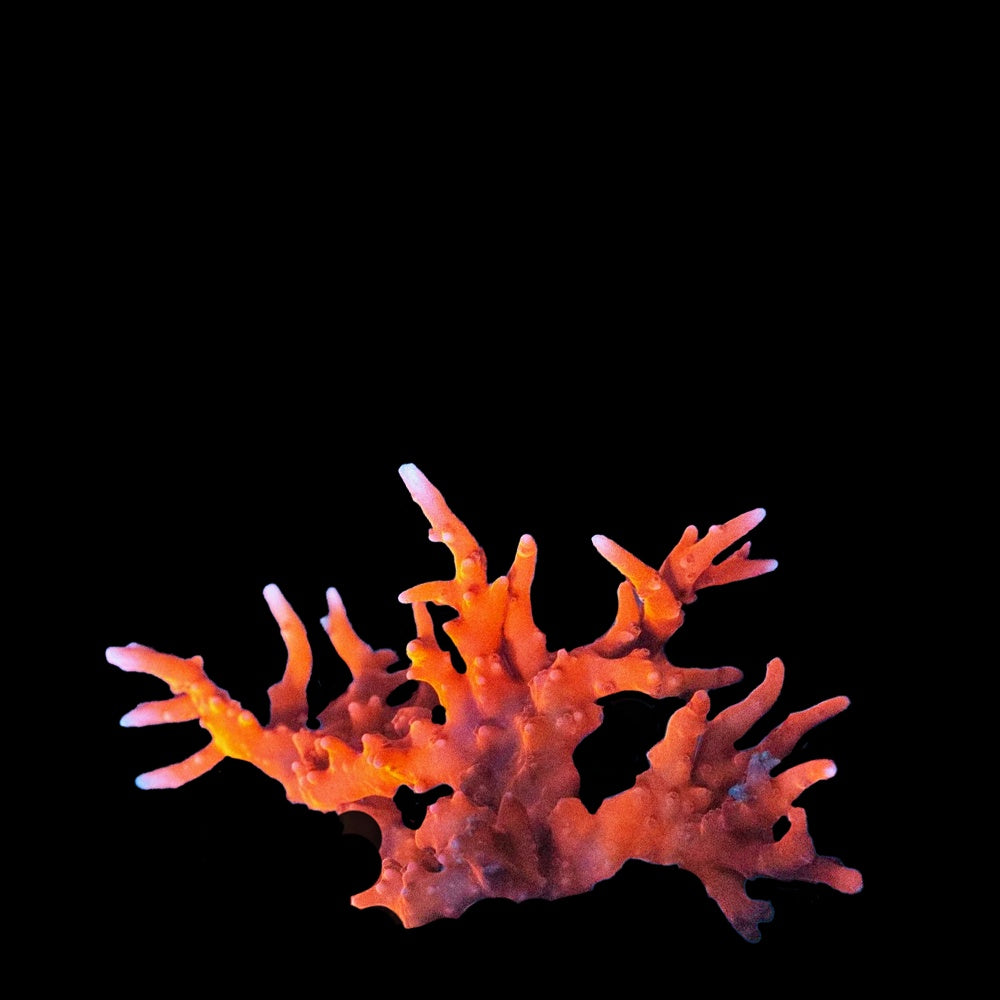 Anacropora TNT