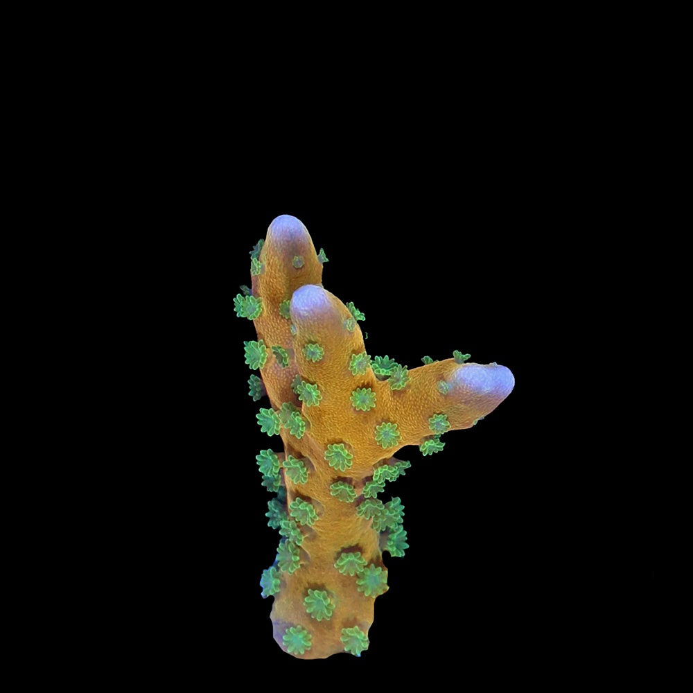 Anacropora Tropicana
