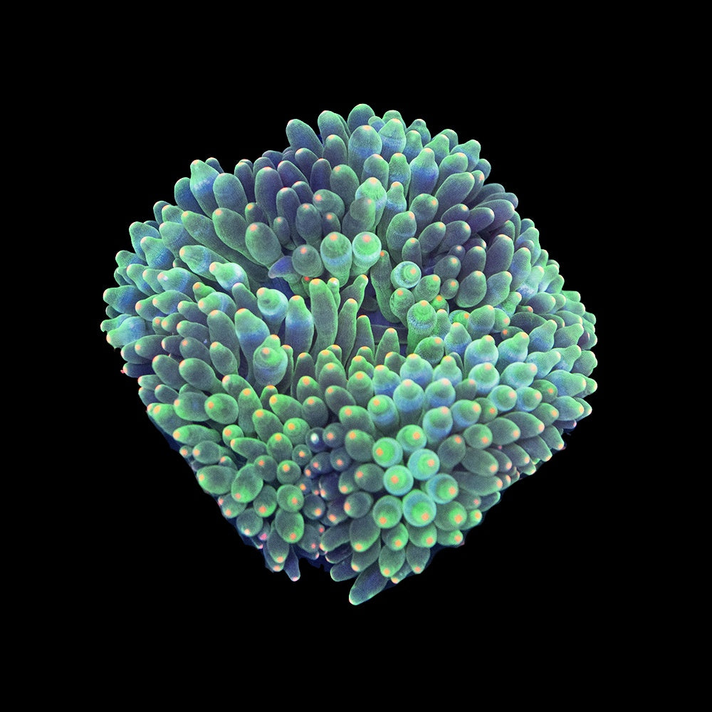 Anemone Bubbletip Orange Tip