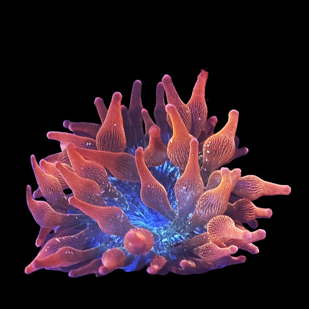 Anemone Forest Fire