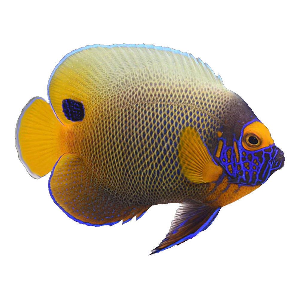 Angelfish Blue Face (Pomacanthus Xanthometopon) - Adult Form