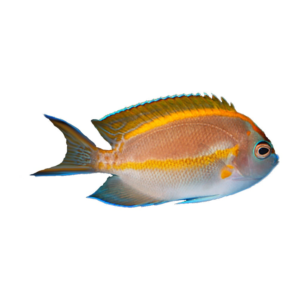 Angel Bellus Male (Genicanthus Bellus)