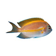 Angel Bellus Male (Genicanthus Bellus)