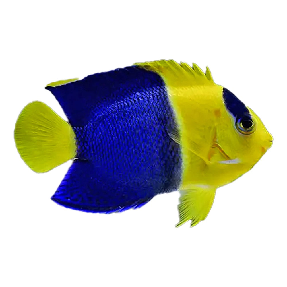Bicolor Angelfish Centropyge bicolor