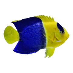 Bicolor Angelfish Centropyge bicolor