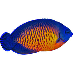 Angel Coral Beauty (Centropyge Bispinosa)