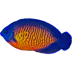 Coral Beauty Angelfish Centropyge bispinosa