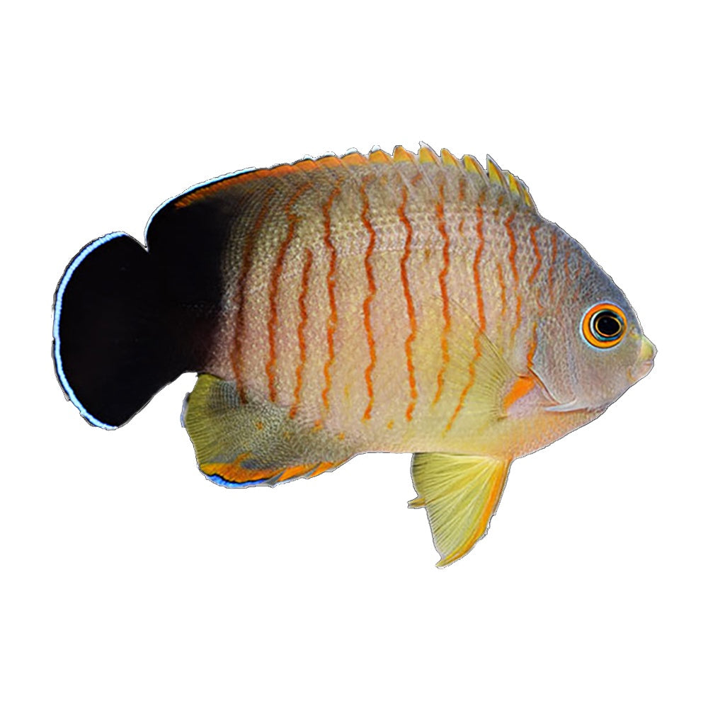 Angel Eiblii (Centropyge Eibli)
