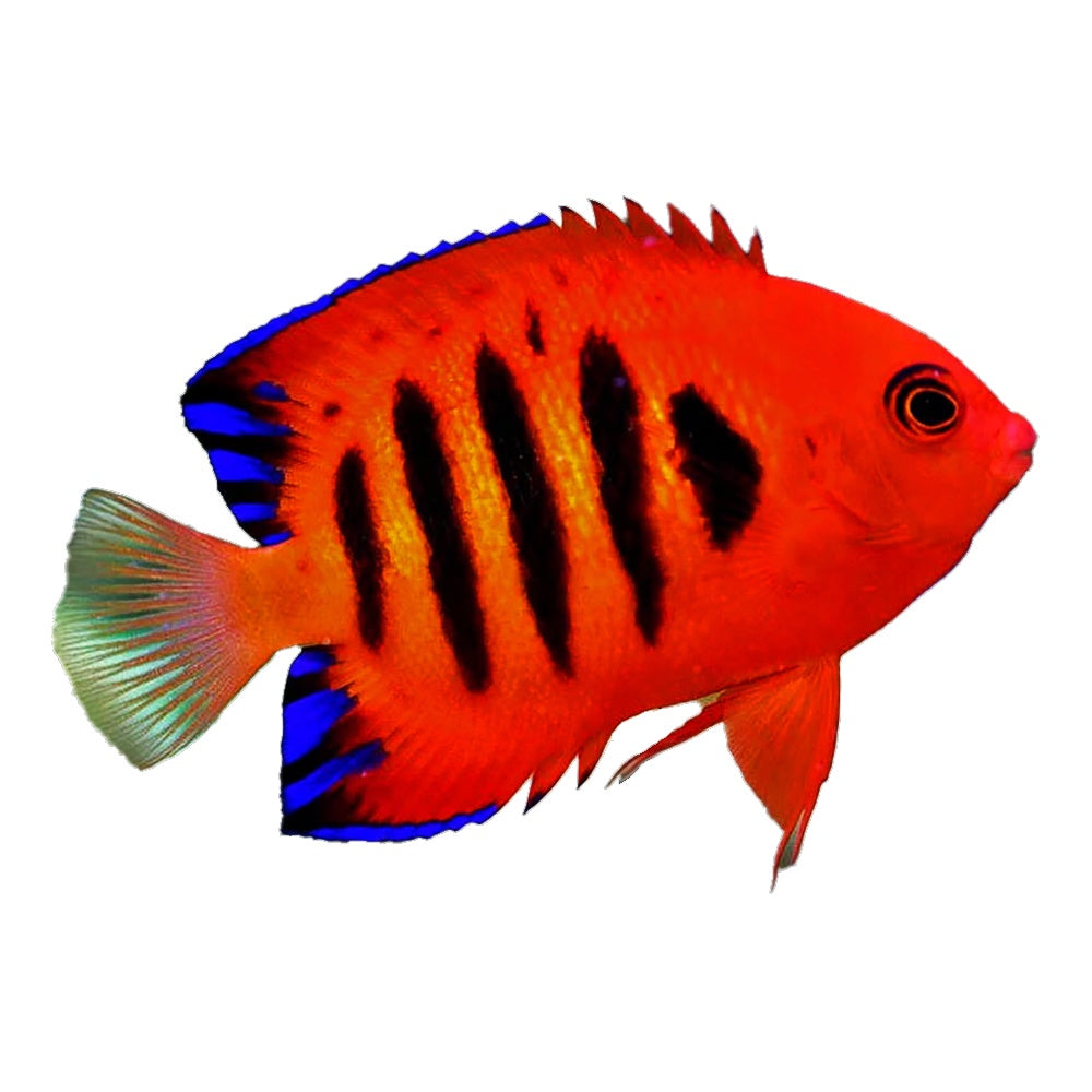 Angel Flame (Centropyge Loricula)