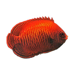 Angel Golden (Centropyge Aurantia)