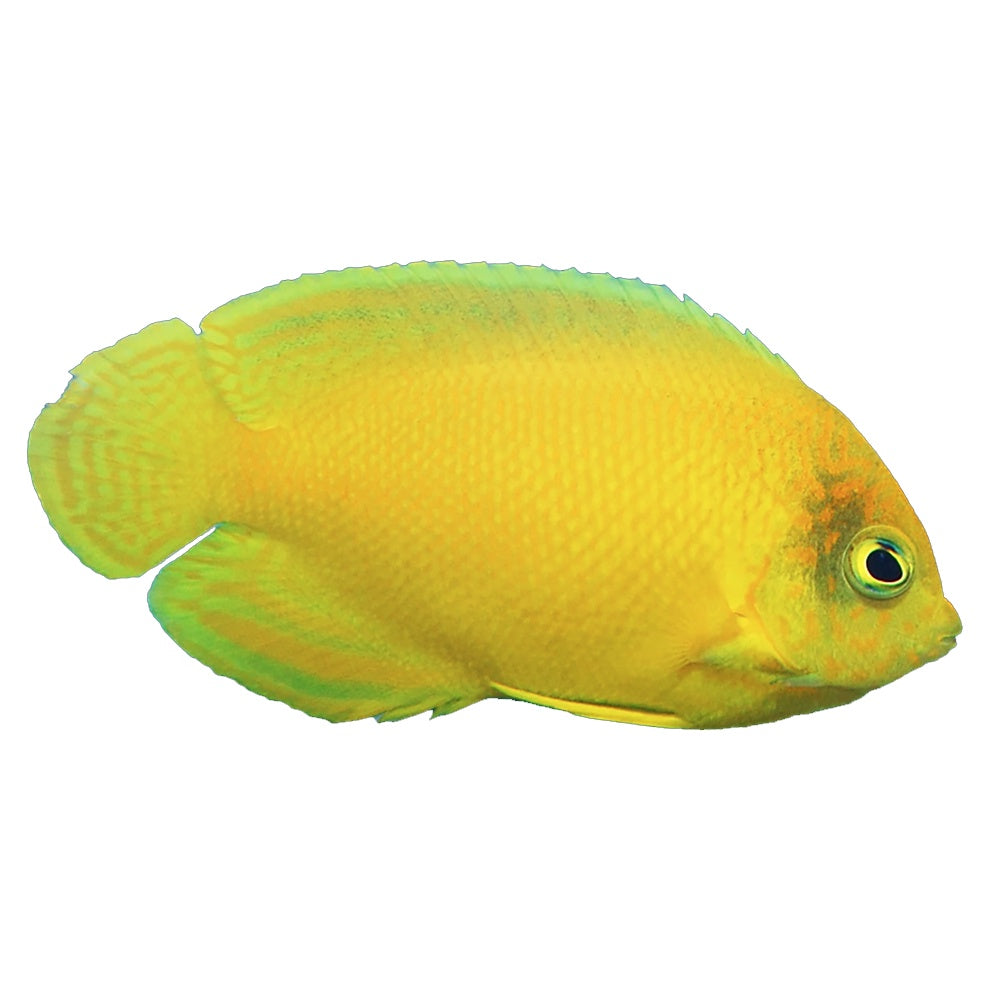 Angel Herald (Centropyge Heraldi)