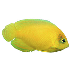 Angel Herald (Centropyge Heraldi)