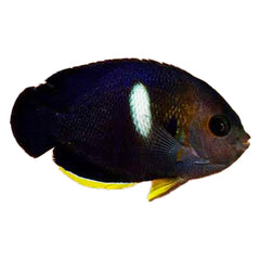 Angel Keyhole (Centropyge Tibicin)