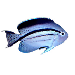 Angelfish Lamark's (Genicanthus Lamark)