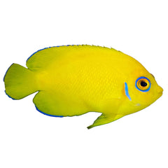 Angel Lemonpeel (Centropyge Flavissima)