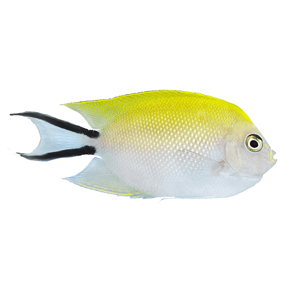Angel Melanospilos Female (Genicanthus Melanospilos)