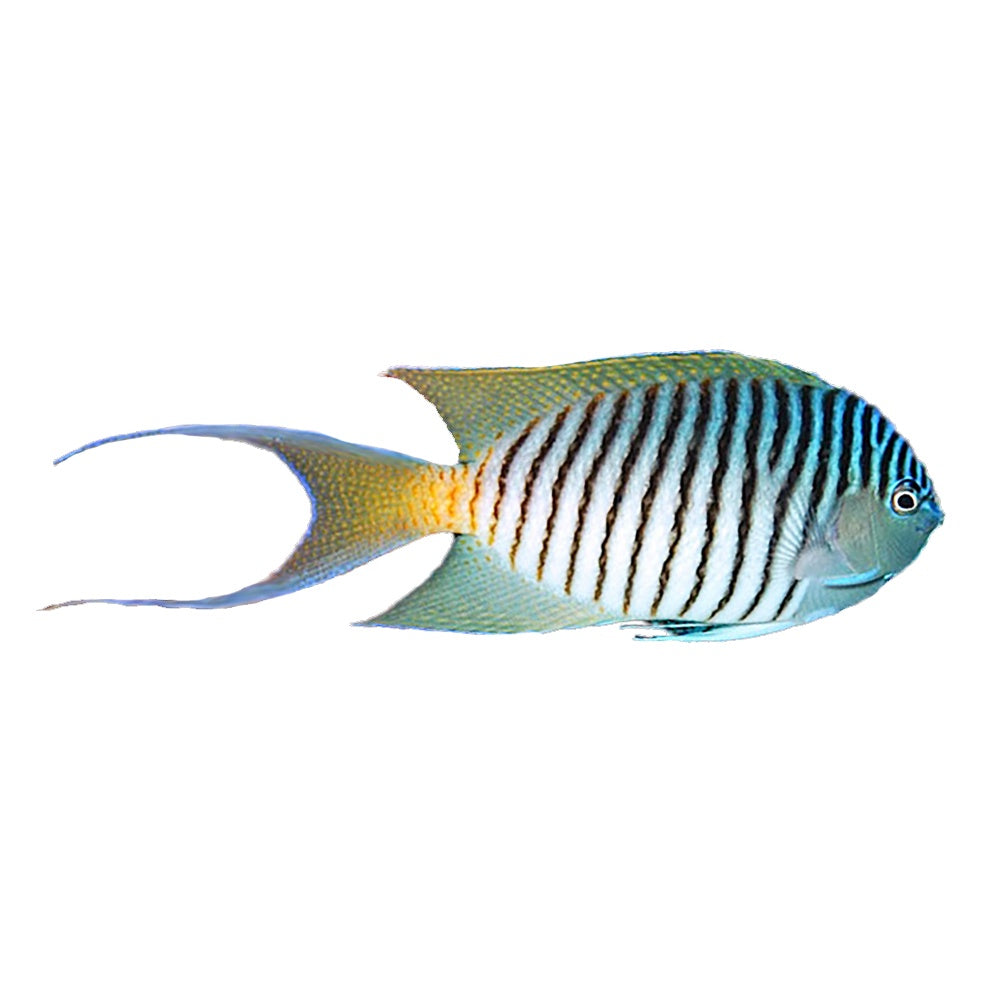 Angel Melanospilos Male (Genicanthus Melanospilos)