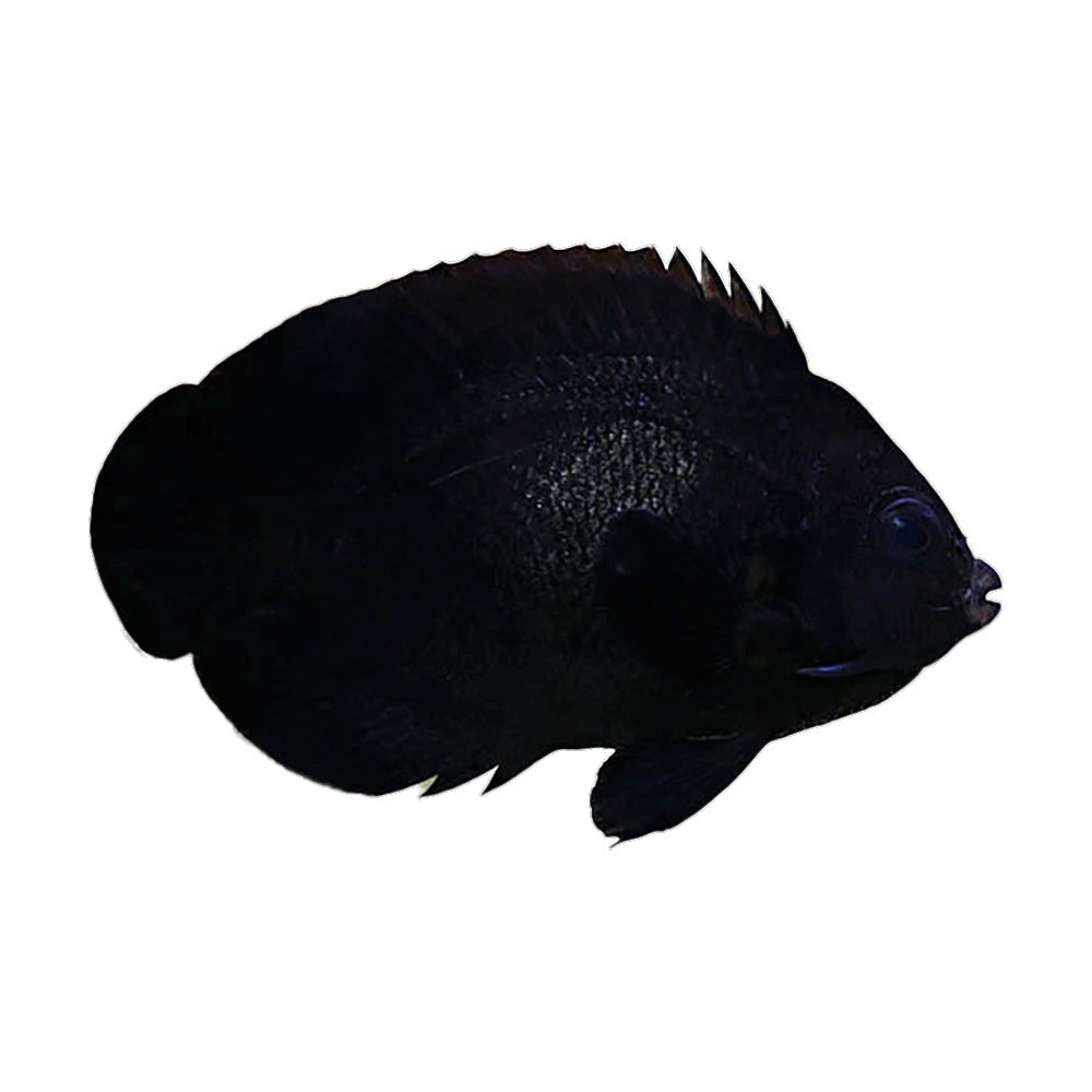Angel Midnight (Centropyge Nox) - Available 4 June