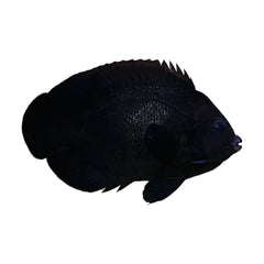 Angel Midnight (Centropyge Nox)