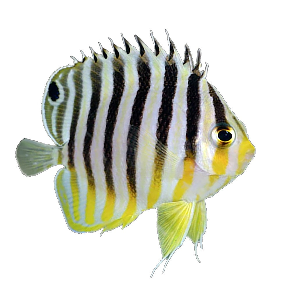 Angel Multibar (Paracentropyge Multifasciata) - Available 4 June