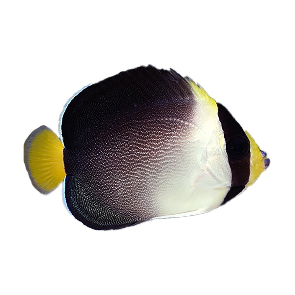 Angelfish Singapore (Chaetodontoplus Mesoleucus)