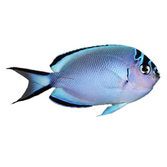 Angelfish Watanabei (Genicanthus Watanabei) - Female