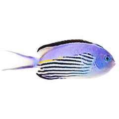 Angelfish Watanabei (Genicanthus Watanabei) - Male