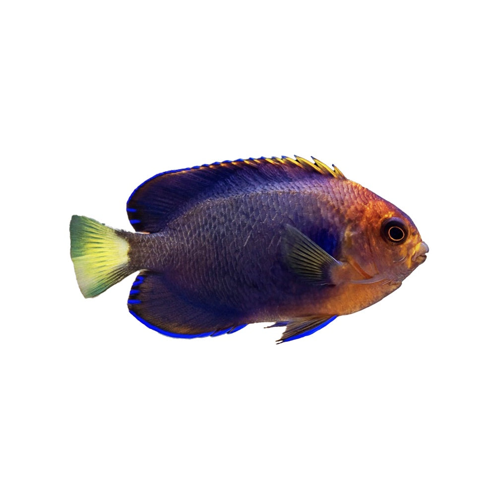 Angel White Tail (Centropyge Flavicauda)