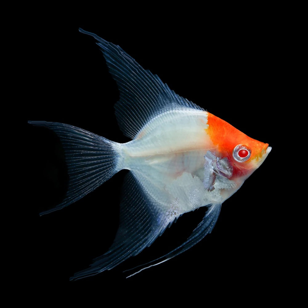 Angelfish Albino Red Cap