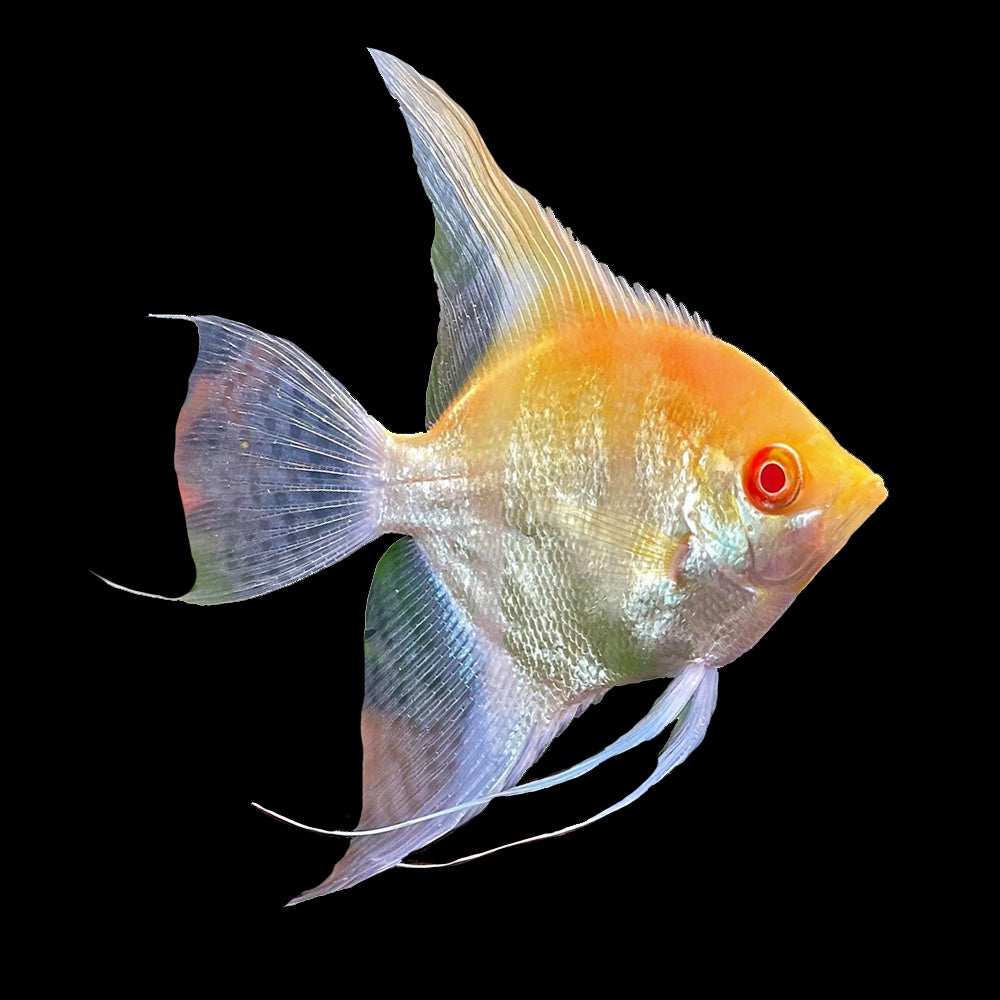 Angelfish Albino (Pterophyllum Scalare)