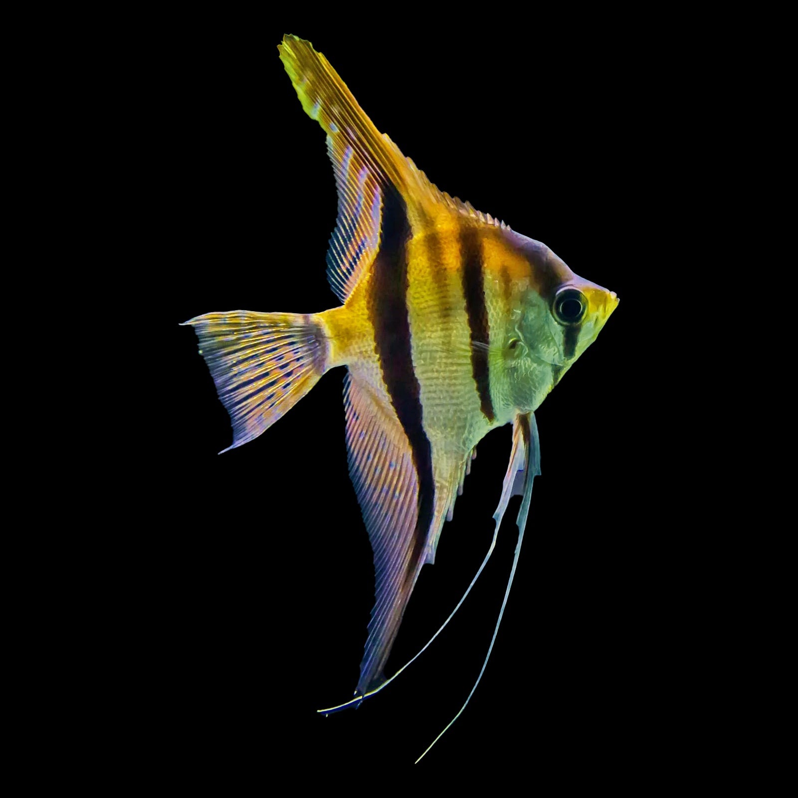 Angelfish Altum Peruvian (Pterophyllum Altum)