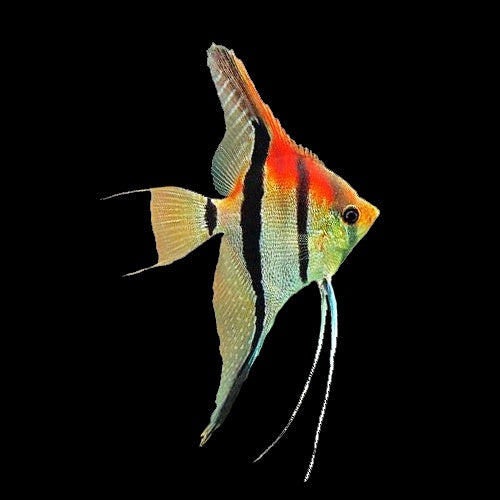 Angelfish Amapa Red Back (Pterophyllum Scalare)