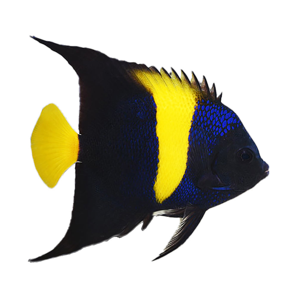 Angelfish Asfur (Pomacanthus Asfur)