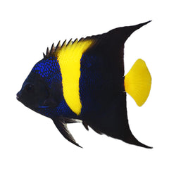 Angelfish Asfur (Pomacanthus Asfur)