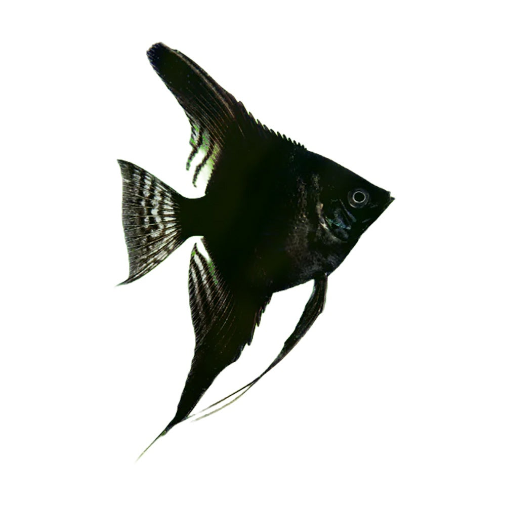 Angelfish Black (Pterophyllum Scalare﻿)