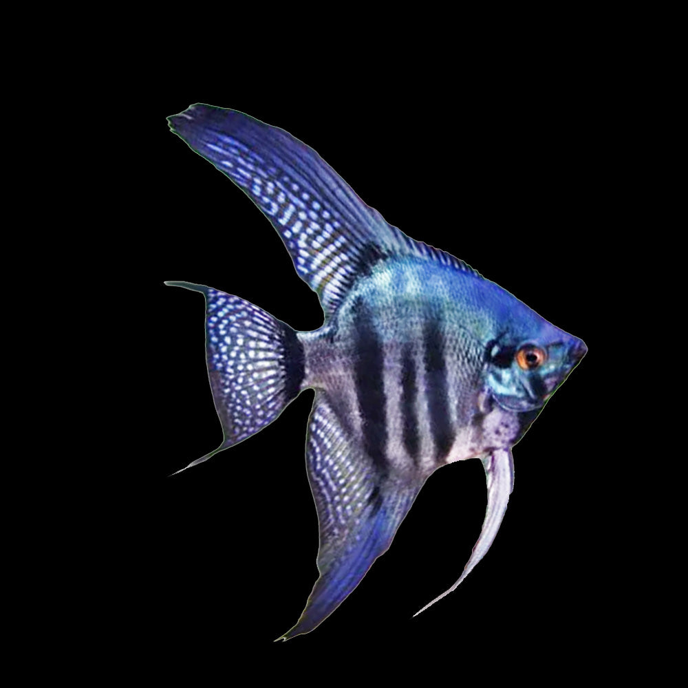 Angelfish Blue Pinnoy (Pterophyllum Scalare)