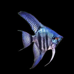 Angelfish Blue Pinnoy (Pterophyllum Scalare)