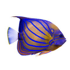 Angelfish Annularis (Pomacanthus Annularis)