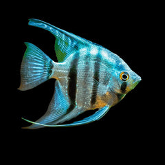 Angelfish Blue Sapphire (Pterophyllum Scalare)